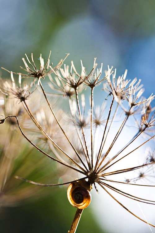 Romantic Summer - Elegant Home Decor - 8x10 Fine Art Photograph