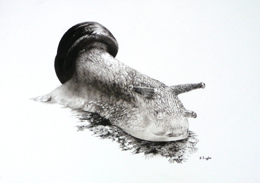Snail charcoal drawing, original artwork