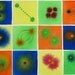 Cell Division 25 - Original Watercolor Painting