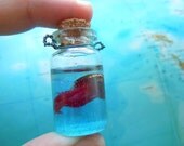 Tiburonia granrojo - red jellyfish