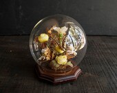 Glass Display Globe with Wooden Butterfly Specimen Base