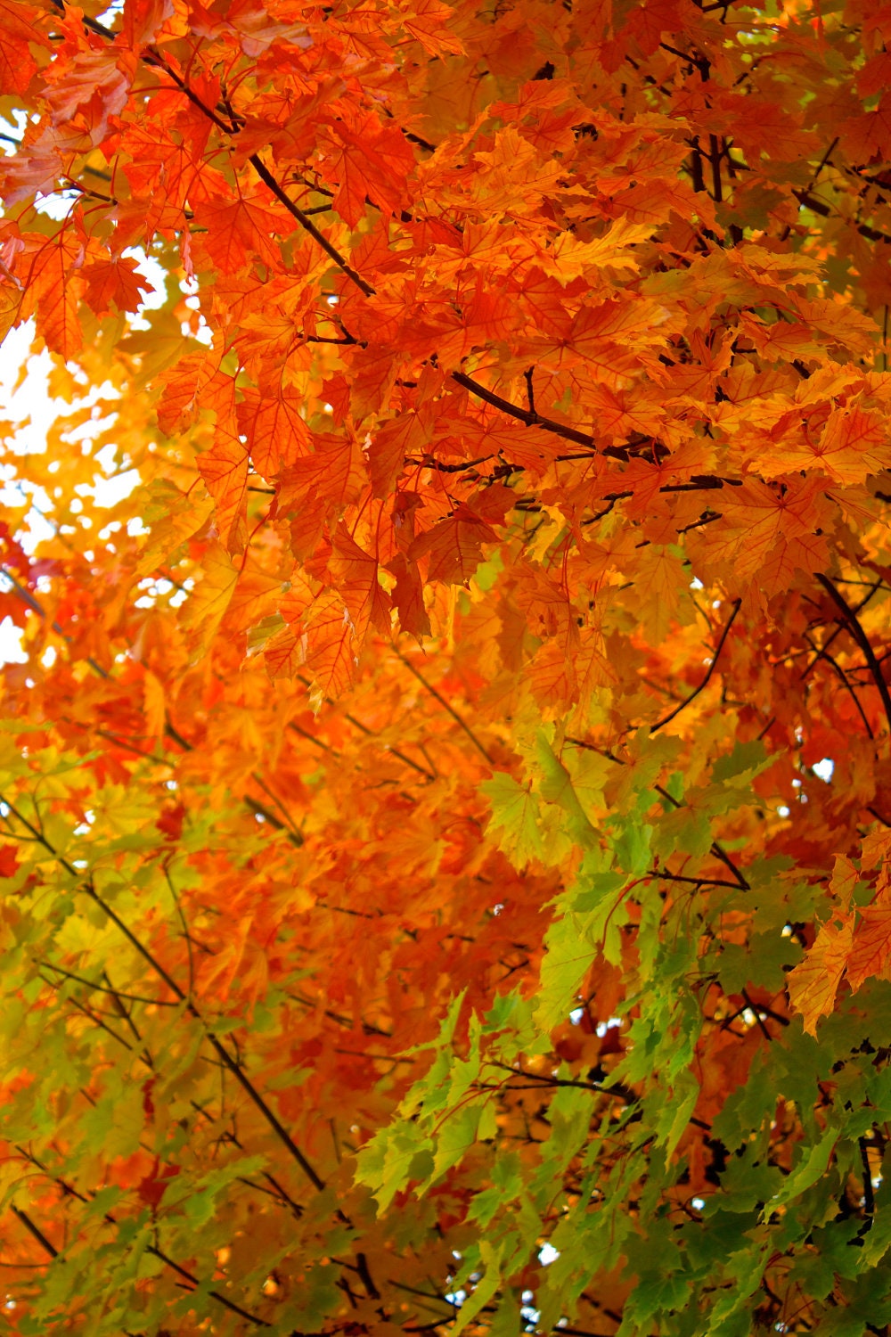 Fine Art Photography Prints, Autumn Photo Art Print, 8x10 "Fall Colors " Gifts under 30 - Photomom101