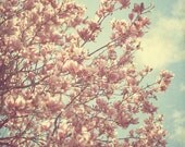 Magnolia tree in bloom - 8x8 or 8x10 or 8x12
