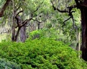 Empty Seat Savannah Photo Print 8x10 Savannah Georgia