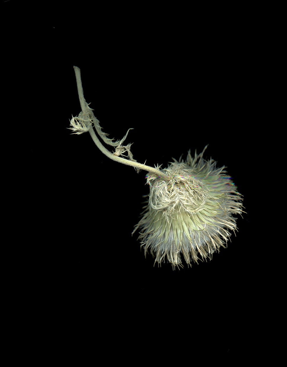 photography 8 x 10 beige white and gray thistle sauterne green black minimal background