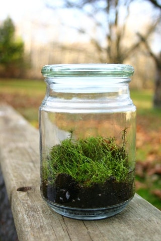Moss Terrarium,  Green, Indoor Garden,  Spring, Woodland