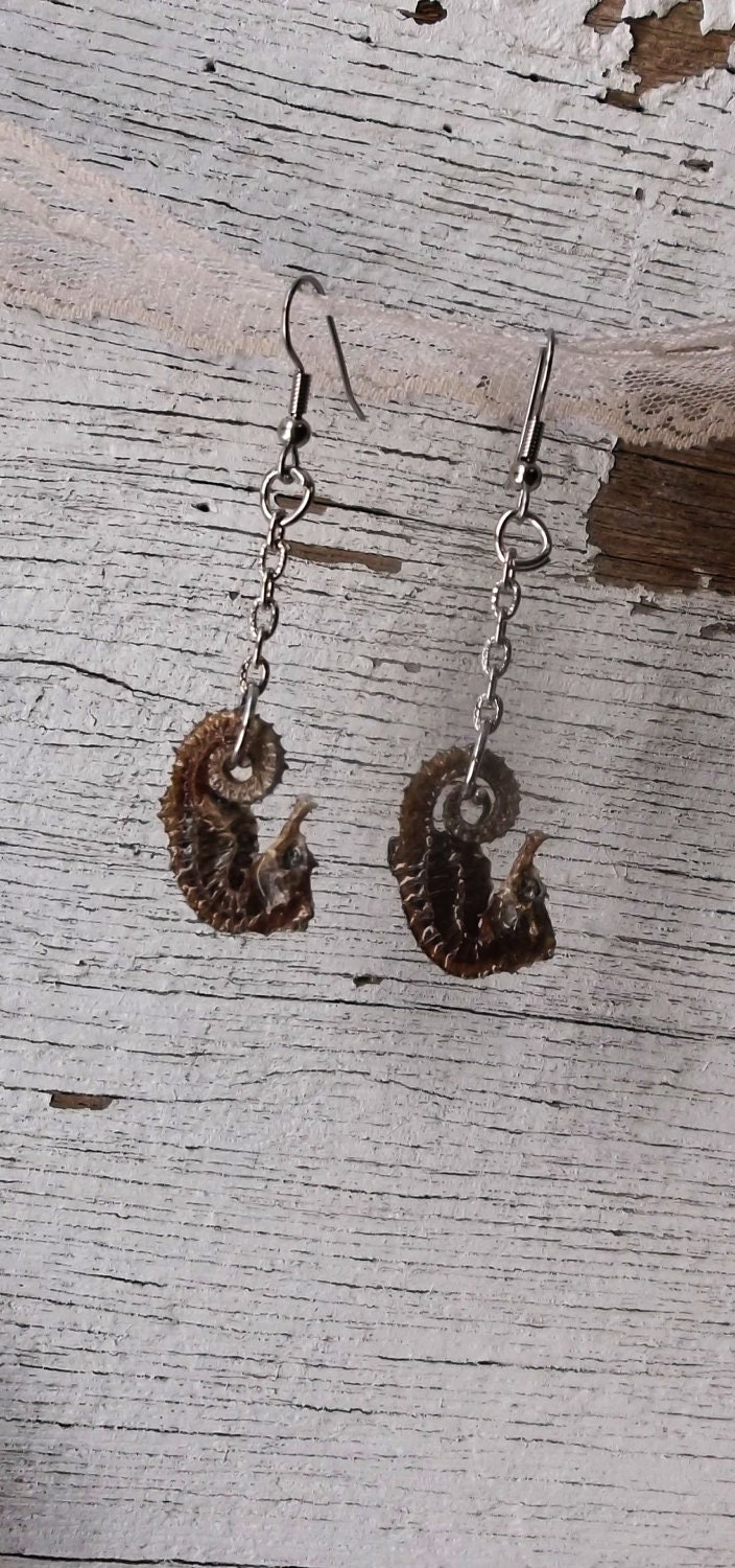 Real Pigmy Seahorse Earrings
