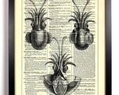 Three Cuttlefish Octopus Engraving, Nautical, Ocean, Antique, Upcycled Vintage Dictionary Book Page, 8 x 10 Print