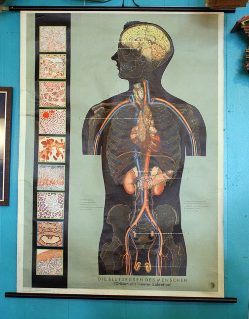 Vintage German Endocrine System Medical Chart