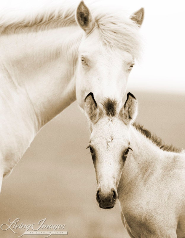 Brothers II - Fine Art Wild Horse Photograph