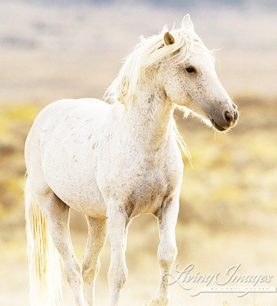 Freedom's Glow - Fine Art Wild Horse Photograph