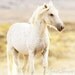 Freedom's Glow - Fine Art Wild Horse Photograph
