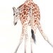Giraffe Painting- G064- wildlife art-  print of watercolor painting A4 print