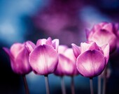 Tulip Photography - flower pink wall art blue purple dark black - spring nature fine art photography colorful picture - 8x12 Photograph