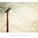 Fine Art Photography - birds on wire print beige cream light brown photo telephone pole wall art - 8x12 Photograph, "Enjoying the Moment"