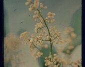 Spring floral photograph- yellow shabby chic, icy blue, dreamy, ttv, vintage style, hipster, retro inspired, whimsical, surreal, 8x8 print
