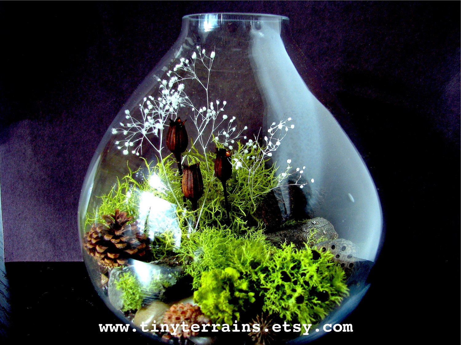 LIMITED EDITION Large Teardrop Lichen Terrarium