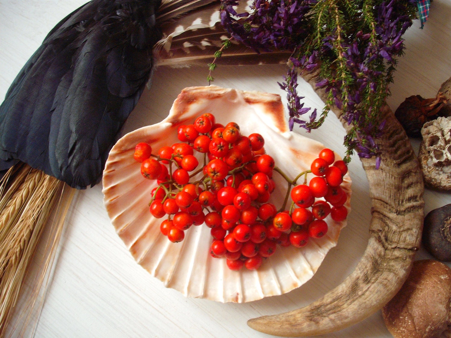 rowan berry / twigs wild harvested in scotland