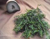 Scottish wild harvested Yew   spell incense  herb pagan shaman druid witch