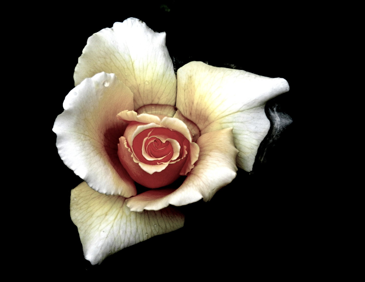 My Hearts a Rose / Macro Photography