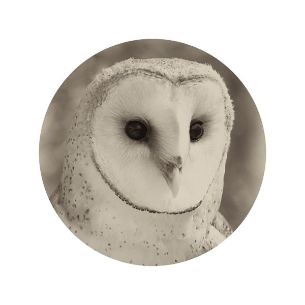 Barn Owl Print - 8x10 Photograph - Owl Art Print - Owl Photograph - white creamy woodland creature autumn wall winter home decor 'Sad Love' - BokehEverAfter