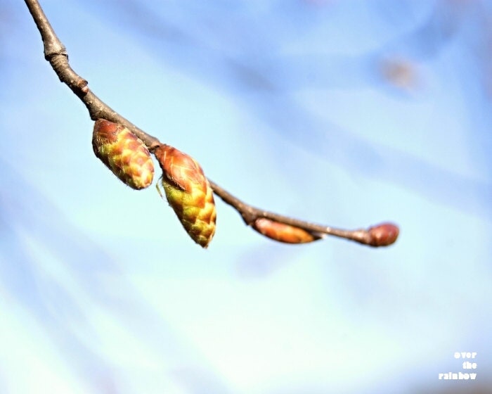 Nature photo, Blue sky, Botanical print, Spring day, budding branch, 10x8 - titled: Blue
