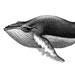 Humpback Whale Portrait Nautical Vintage Style Art Print
