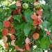 garland autumn wool eco-friendly party decor fall decoration