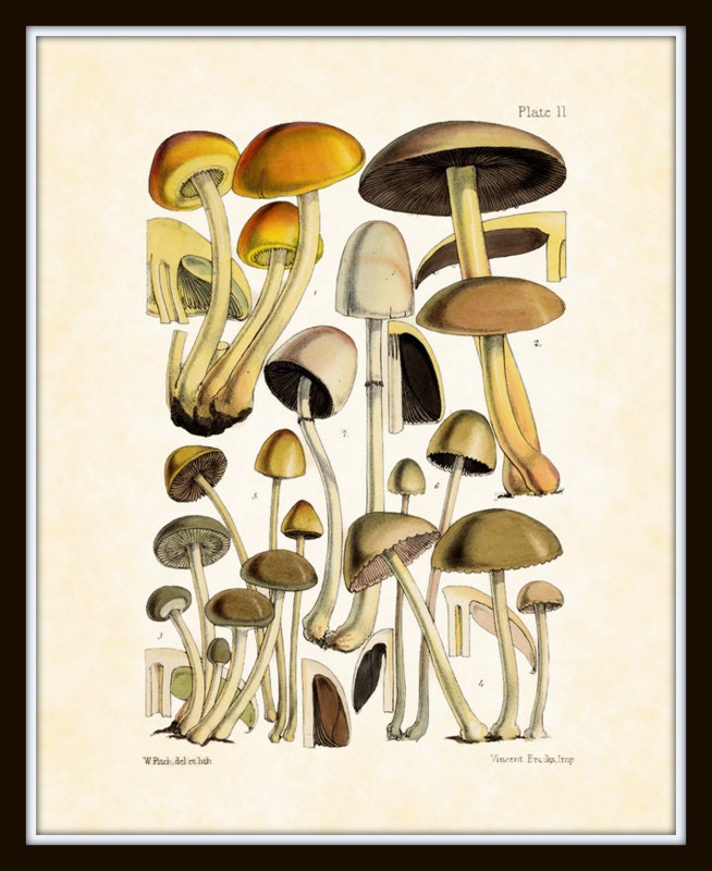Mushroom Series 1 - Plate 6 - Antique Botanical Print 8 x 10 Home Decor Home and Garden Wall Decor - BelleBotanica