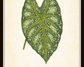 Vintage Botanical Art Print Tropical Leaf Series Plate 2 Caladium Mirabile 8 x 10 Art Print Home Decor Wall Decor Illustration