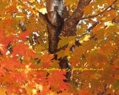 Orange Leaves - Graves Mountain, VA - 4x6