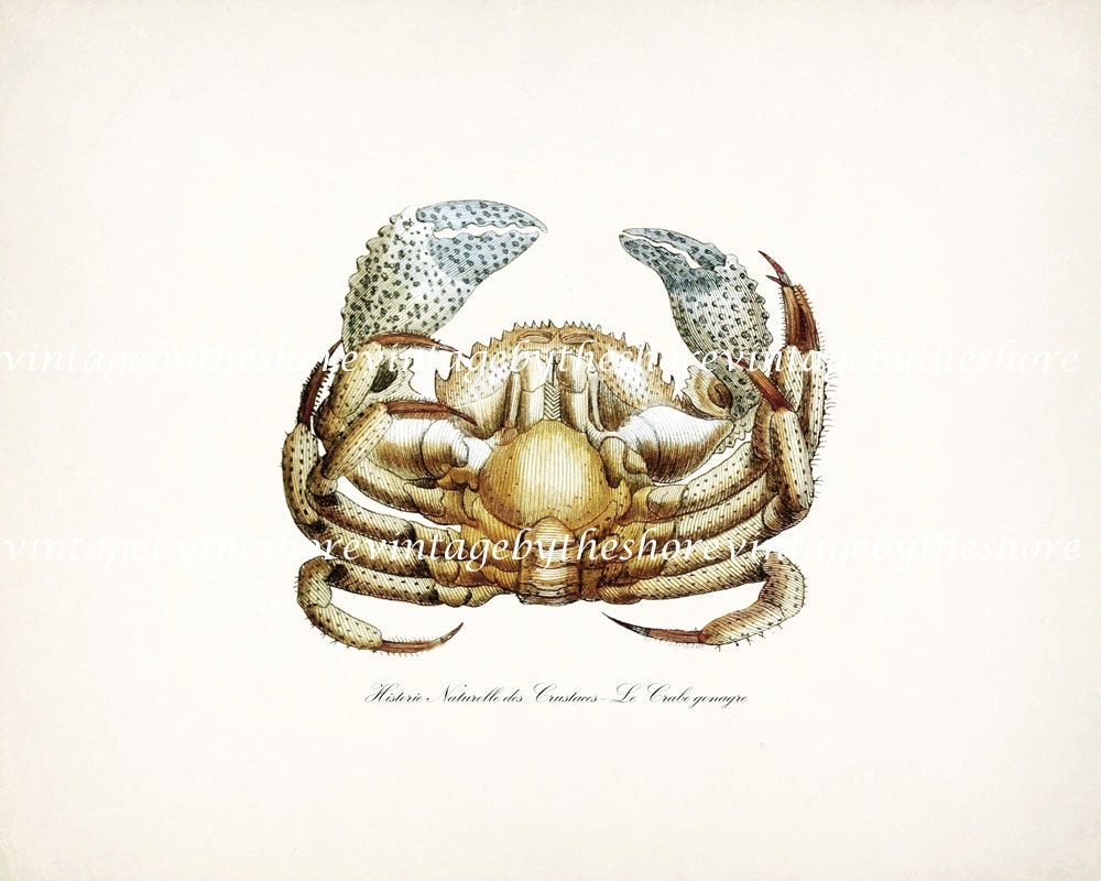 Blue Claw Crab Illustration No. 1 Vintage Etching Natural HistoryI Beach Style Wall Decor Print  8x10