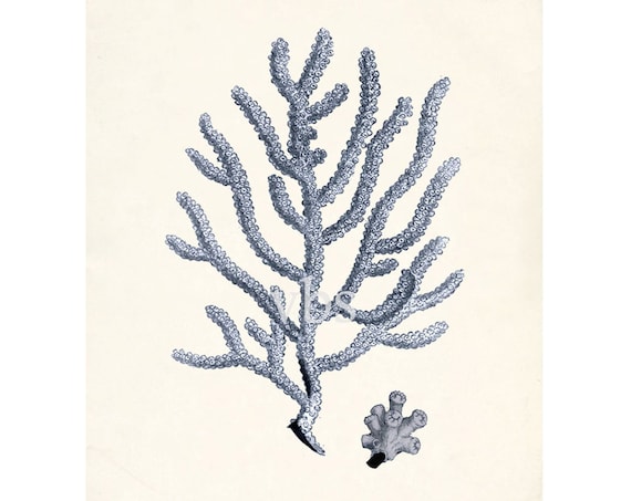 Antique Coral Illustration No. 4 Nautical Wall Decor Art Print 8x10 ocean blue