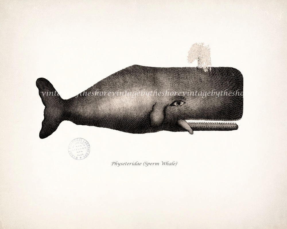 Antique Whale Illustration - Sperm Whale Natural History Nautical Style Wall Art Decor 10x8