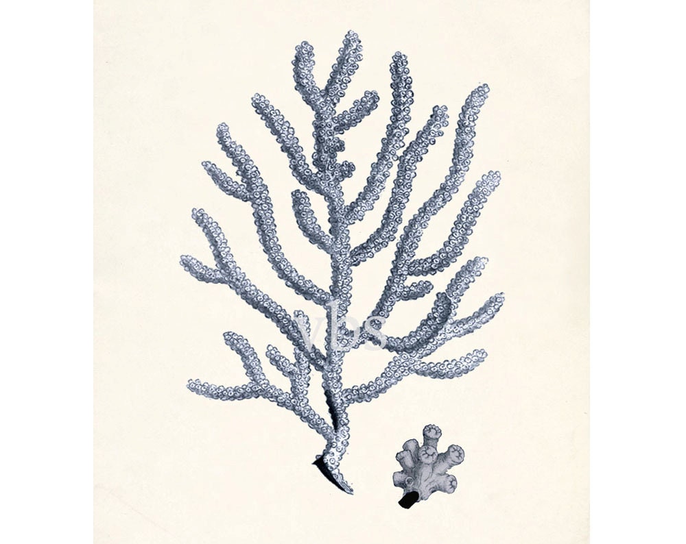 Antique Coral Illustration No. 4 Nautical Wall Decor Art Print 8x10 ocean blue