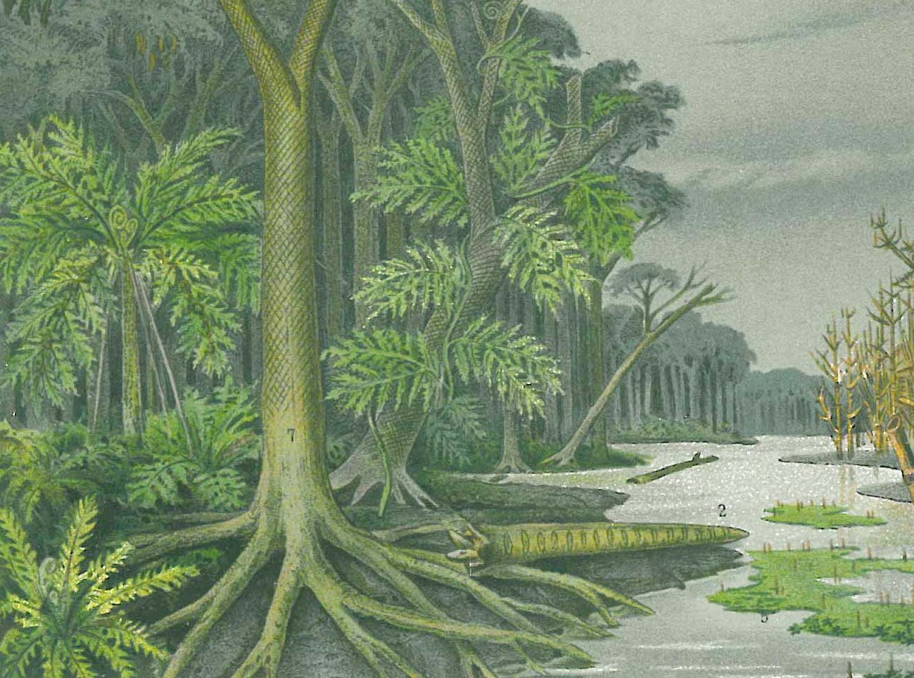 Extinct Plants Antique Color Lithograph Carboniferous Ferns