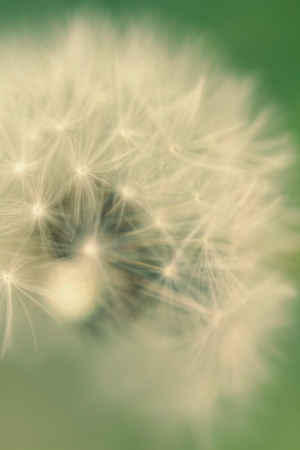 Dandelion Flower Photography - Dandelion Art in Simple Muted Colors of Green, Creamy White - Macro, Dreamy, Abstract - Wish II