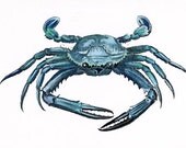 Vintage Blue Crab Print - French Natural History - Seaside style - Beach Home decor - swanboroughprints