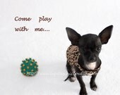 Take a Walk on The Wild Side Animal Print Puppy Dog Harness