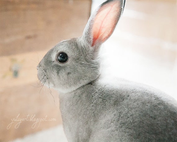 Baby Rabbit - animal photography print nursery decor bunny baby shower gift wall art cute child kid photograph photo furry pet friend zoo