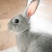 Baby Rabbit - animal photography print nursery decor bunny baby shower gift wall art cute child kid photograph photo furry pet friend zoo