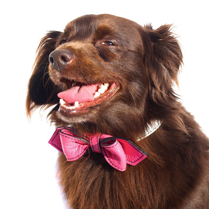 Peppermint Swirl Martini Bowtie Dog Collar