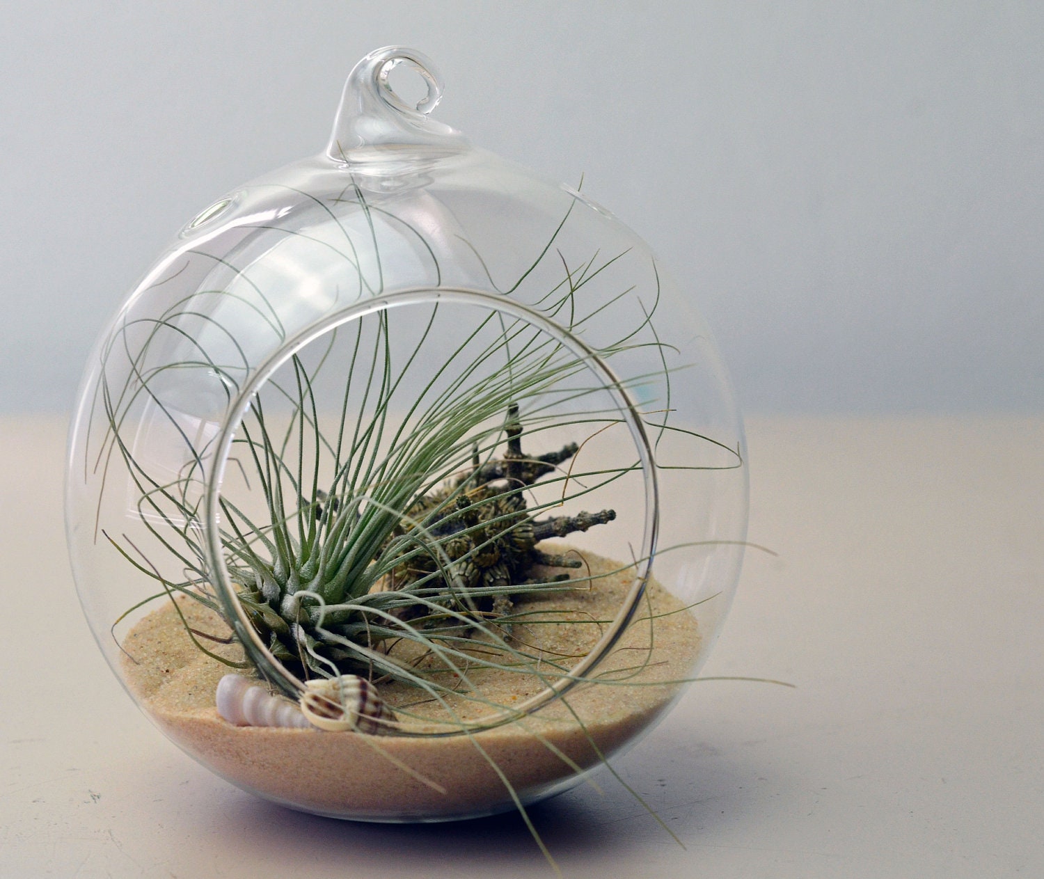 Air Plant Terrarium // Beach Terrarium // Hanging Glass Orb Terrarium // Sea Urchin // Sand // Shells // Home and LIving // Green Gift