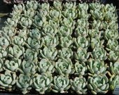 Special Listing for Lottie - 50 Succulents for  Wedding Favors, Rustic Wedding Favor, Succulent Plants, Mini Succulent