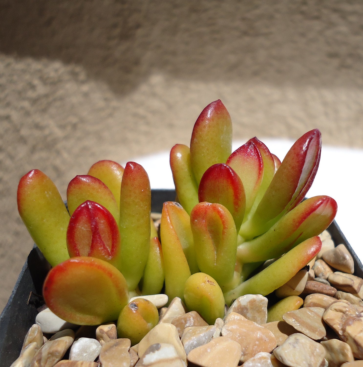 Hobbit Jade Crassula Argentea cv "Hobbit" Succulents