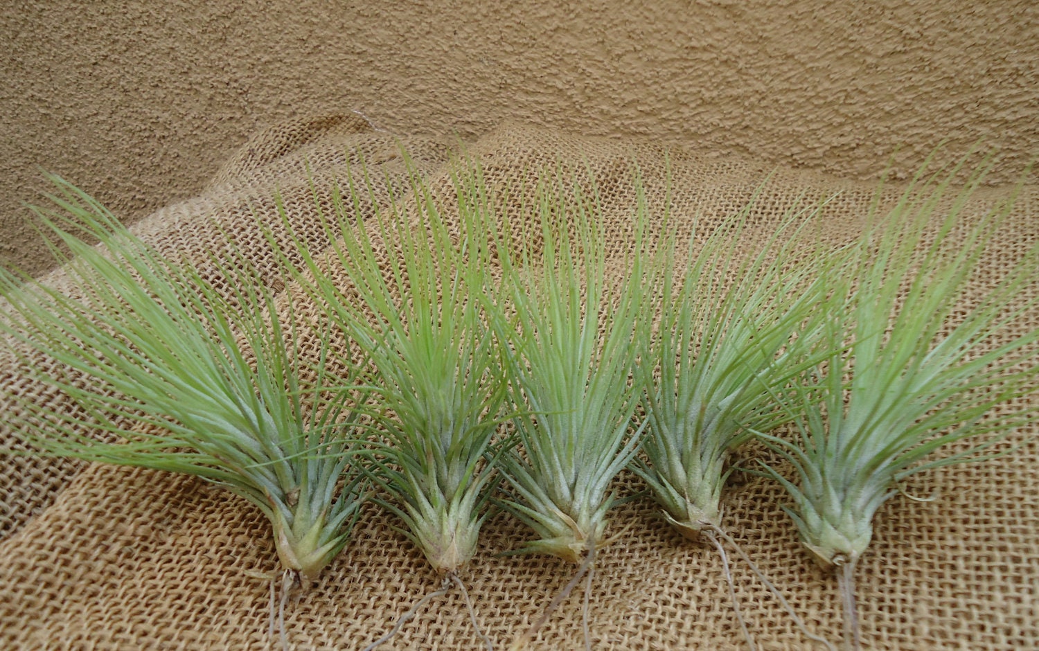 5 Pack Tillandsia Andreana