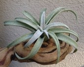 Tillandsia Chiapensis Air Plants