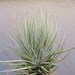 Tillandsia Stricta Rio Negro Air Plants