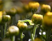 Amidst the Chrysanthemums. 8 x 10 print. Yellow flowers & green inchworm.