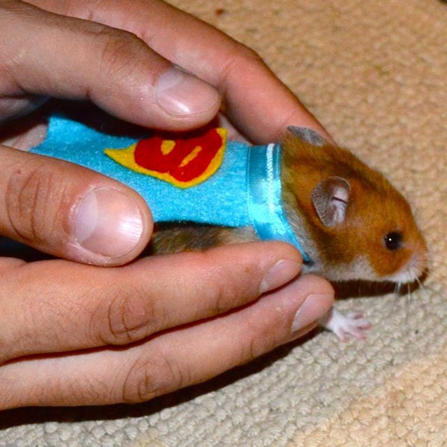 Superman hamster costume. Hamster / pet Halloween costumes by la Marmota Café.